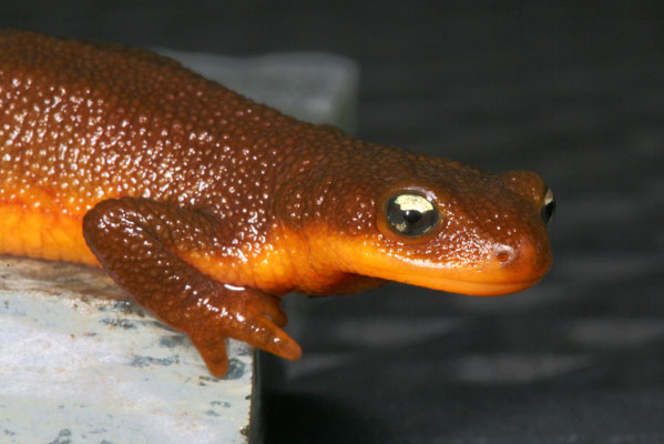 Taricha granulosa granulosa - The Rough-skinned Newt