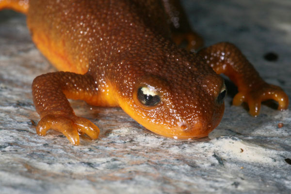 Taricha granulosa granulosa - The Rough-skinned Newt