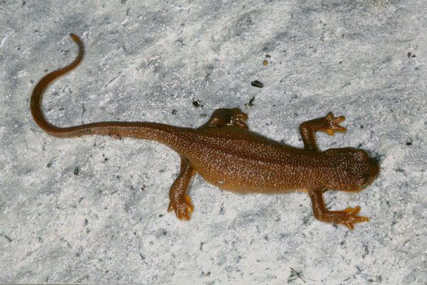 Taricha granulosa granulosa - The Rough-skinned Newt