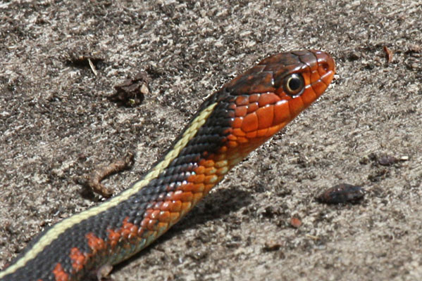 Thamnophis sirtalis concinnus - The Oregon Red-spotted Garter Snake