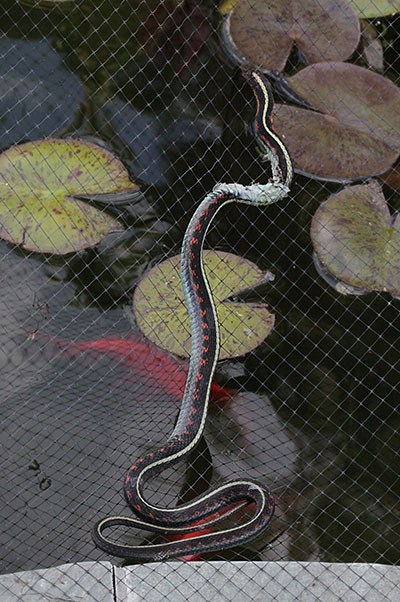 Thamnophis sirtalis concinnus - The Oregon Red-spotted Garter Snake