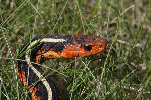 Thamnophis sirtalis concinnus - The Oregon Red-spotted Garter Snake