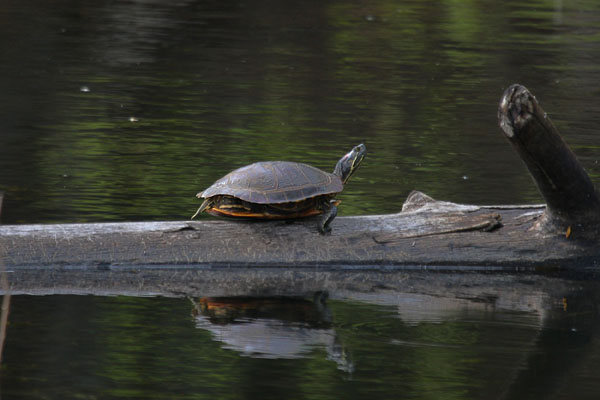 Trachemys scripta elegans (Wied-Neuwied, 1839) - The Red-eared Slider