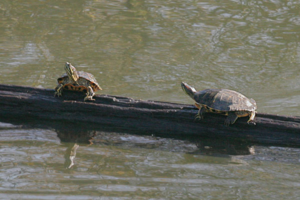 Trachemys scripta elegans (Wied-Neuwied, 1839) - The Red-eared Slider