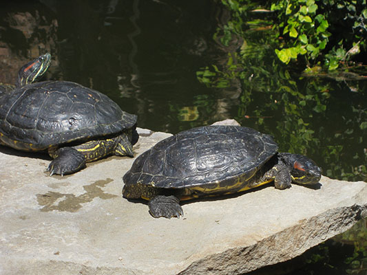 Trachemys scripta elegans (Wied-Neuwied, 1839) - The Red-eared Slider