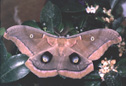 Saturnia polyphemus